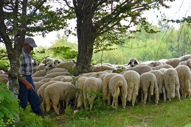 Elevage de mouton