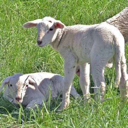 O Lit utilise du coton certifié Mulesing Free