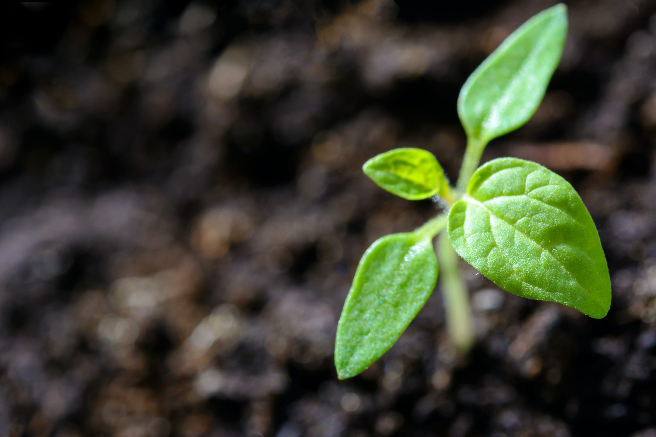 O Lit Protège l'environnement grâce à ses engagements